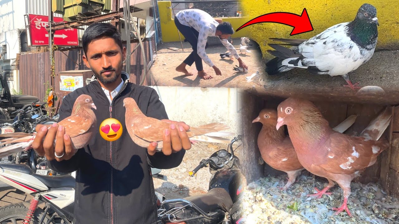 Lal Kabootar Ka Joda Liya Or ek Kabootar Pakda 😍