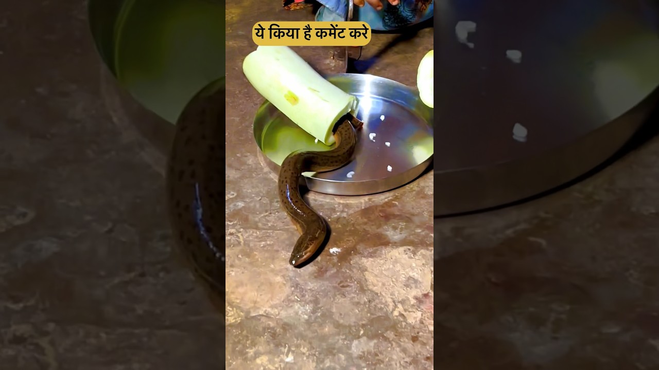 Lauki 🧉 Se Nikla  🐍 #shorts #comedy #begusarai #funny #snacks