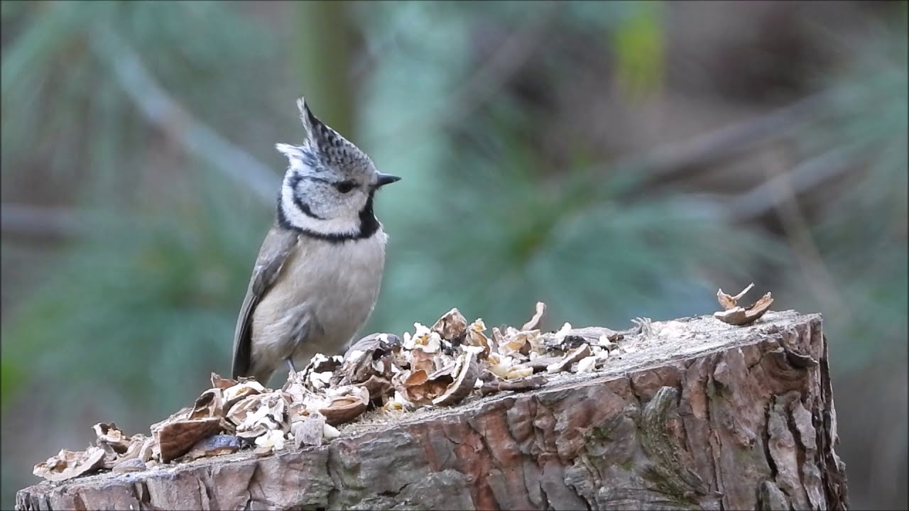 Ptasia restauracja, cz. 1 - czubatka / Birds' restaurant, part 1 - European Crested Tit