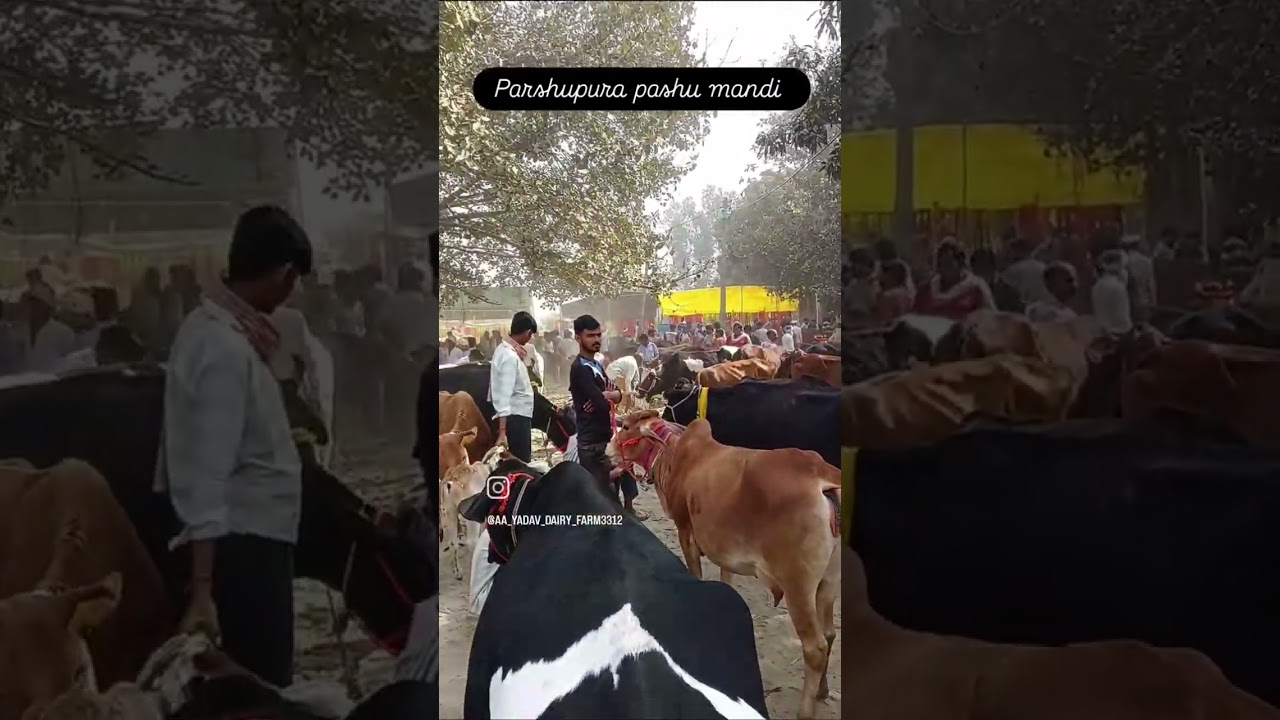 parshupura pashu mandi murrah bhains sell and purches #cow #baffalo #cowcalf