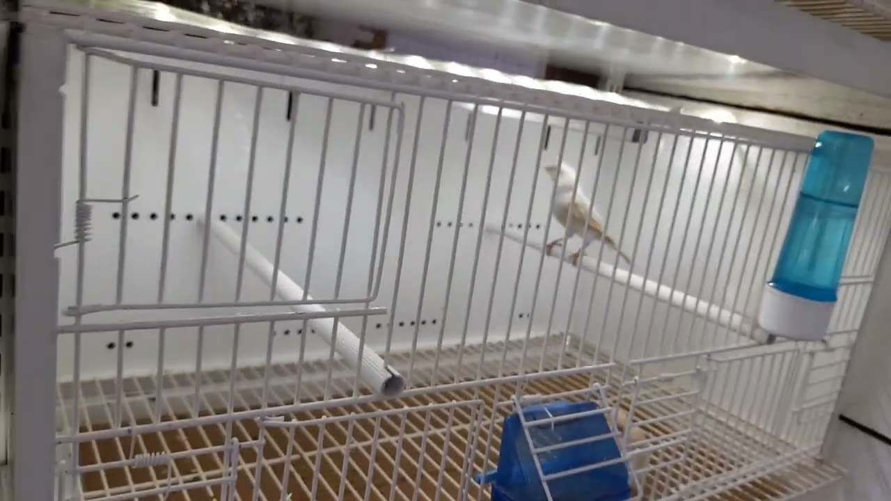 élevage canaris