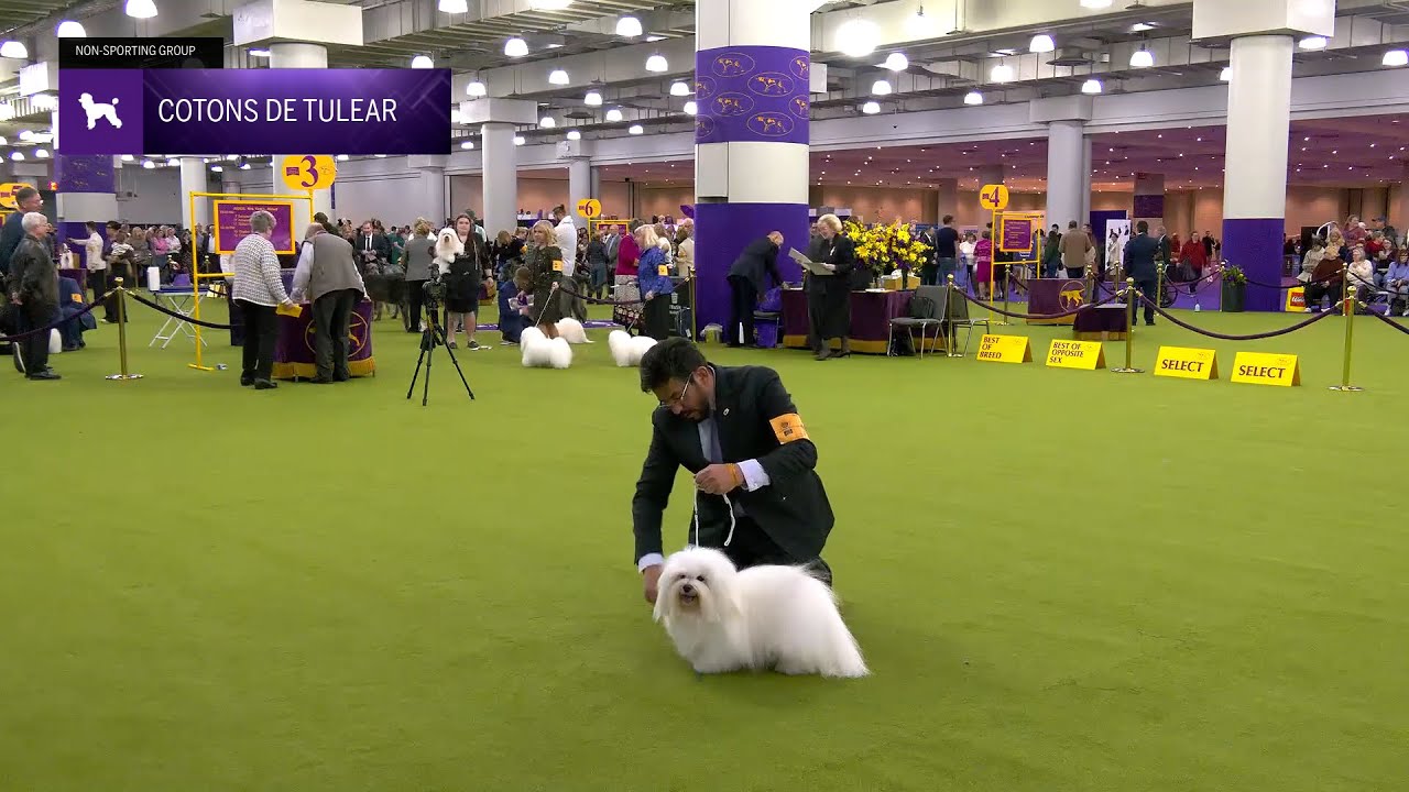 Cotons de Tulear | Breed Judging 2025
