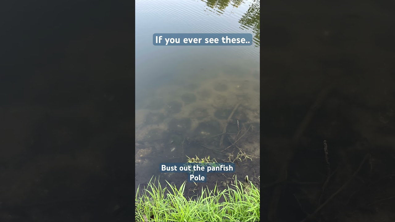 Bluegill beds are hotspots in any body of water for panfish, as well as bass 