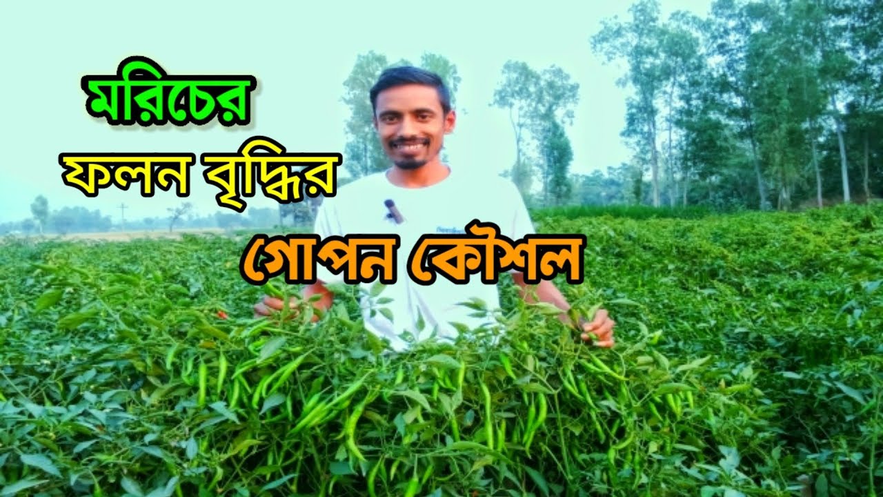 একটি সার ব্যবহাররে মরিচের ফলন বাড়বে দ্বিগুণ হারে। মরিচ।