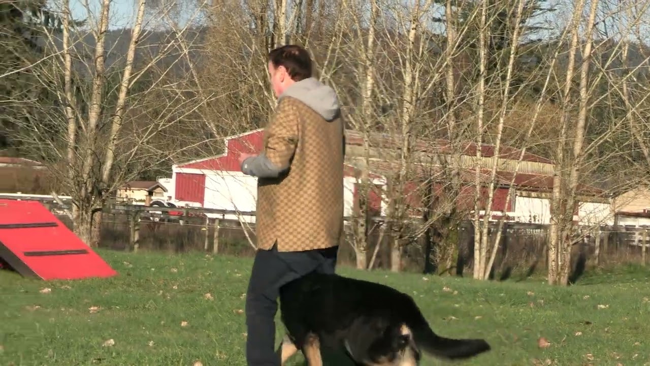True Love To Do Anything Asked!! Kraftwork K9 Pro German Shepherds