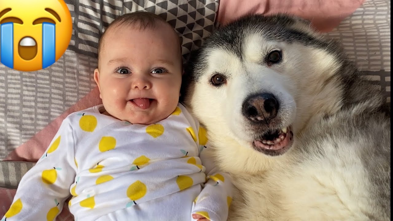HUSKY STOPS BABY CRYING!!😭.