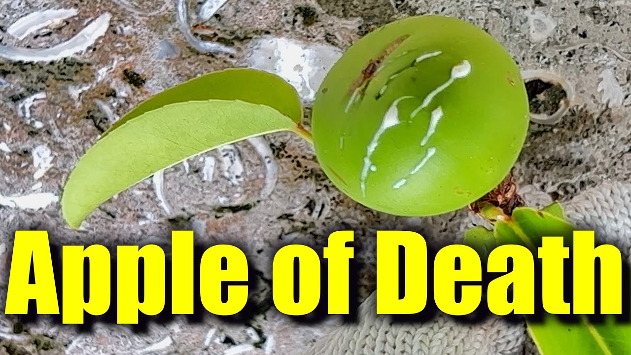 The Tree Of Death! Watch To Be Safe.