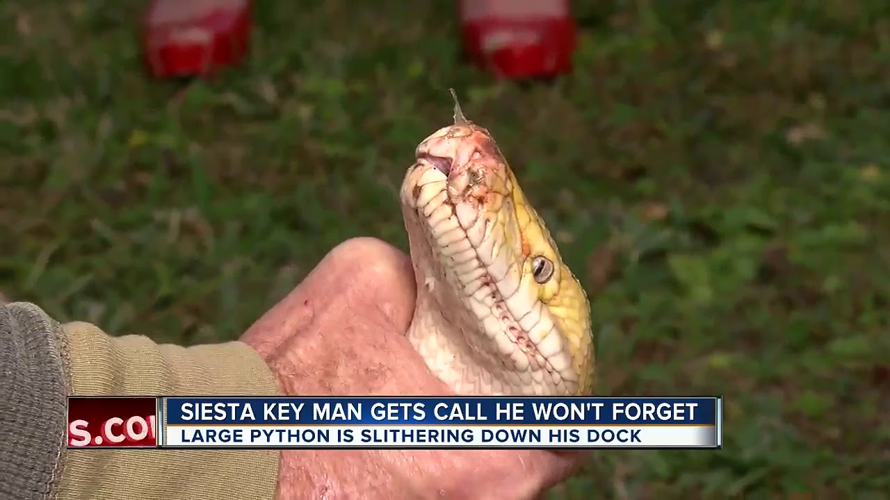 Siesta Key homeowner catches 12-foot python on his dock