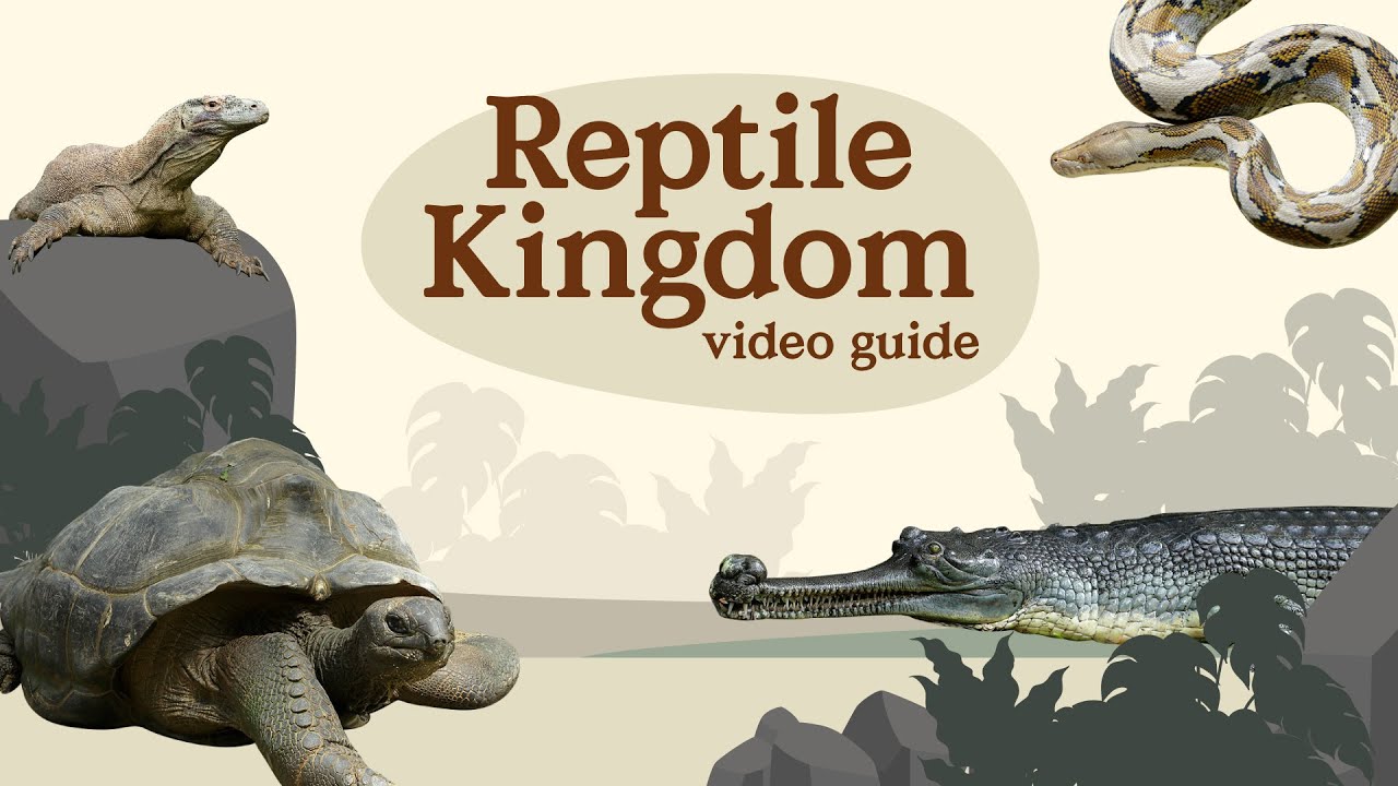 Video Guide – Reptile Kingdom