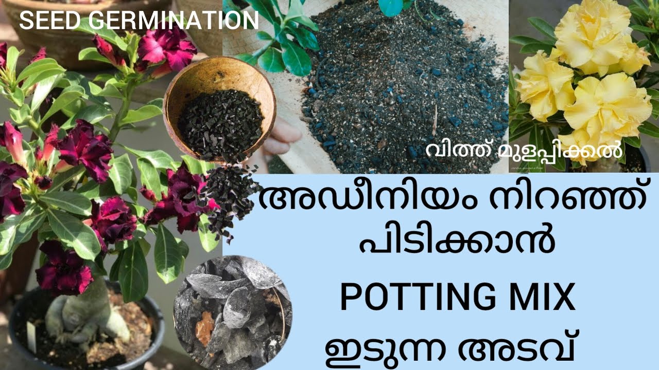നിങ്ങളുടെ അഡീനിയം പൂവിടാൻ ഇത് മതി🌿✨️ | BEST ADENIUM Potting mix |Seed മുളപ്പിക്കുന്ന രീതി