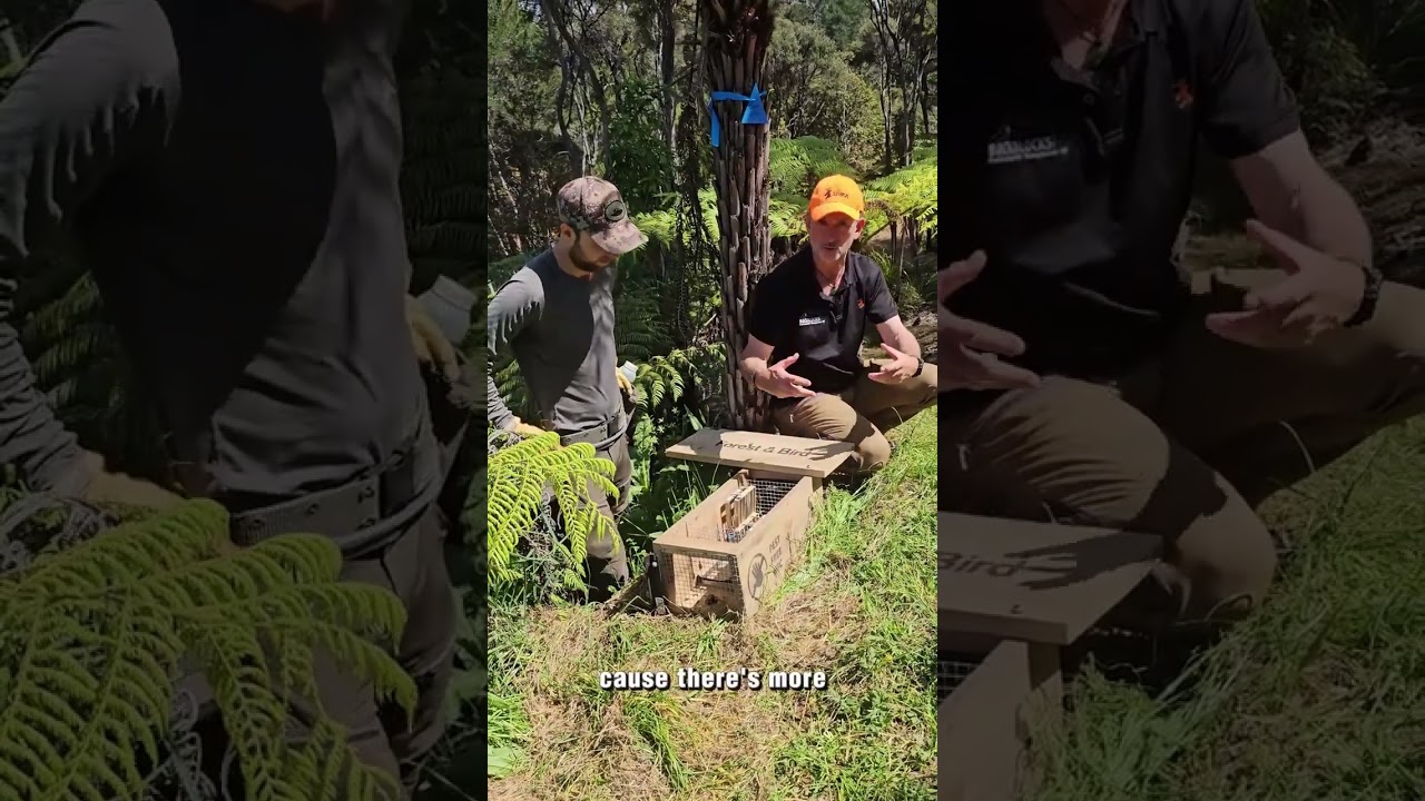 Top Trapping Tips with Forest & Bird and John Bissell from Backblocks - DOC200