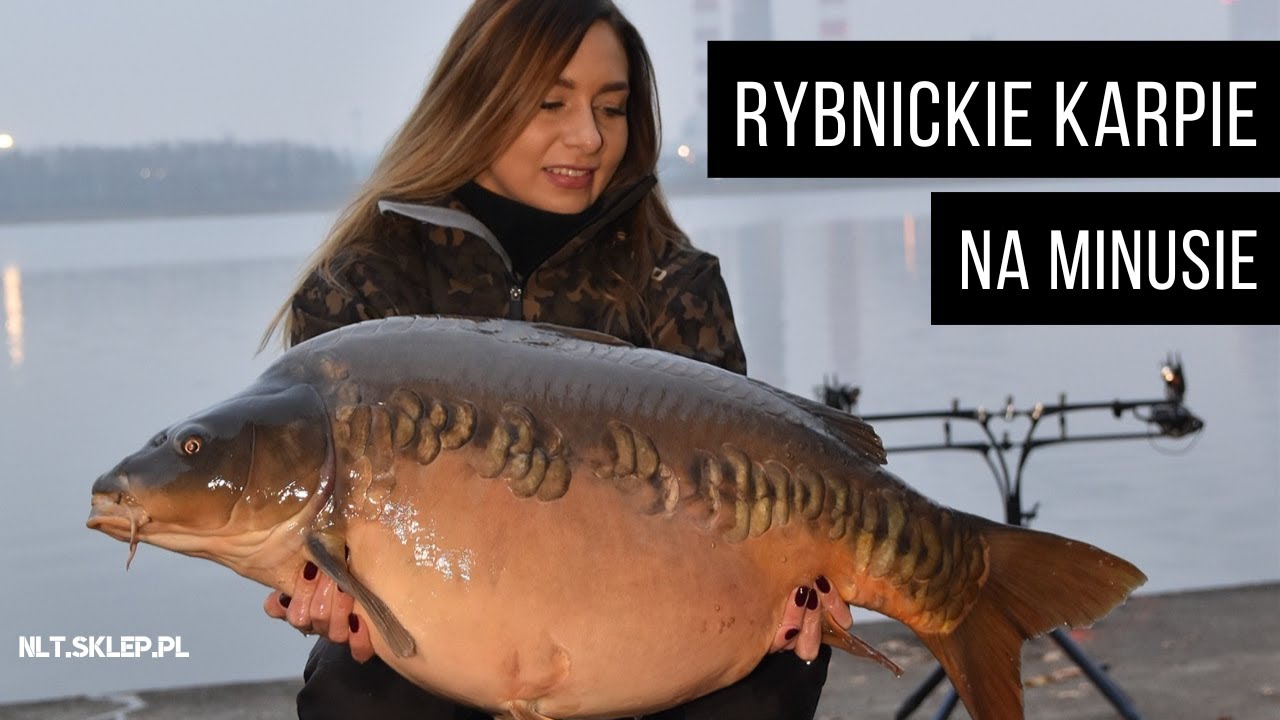 Rybnickie karpie na minusie - NLT.SKLEP.PL