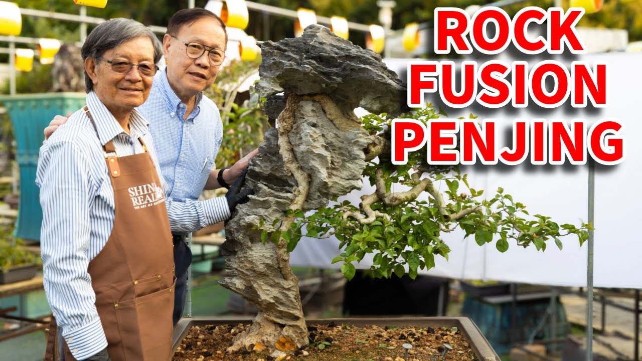Rock fusion penjing by bonsai master Wong Chau Shing. The tree and rock become one!