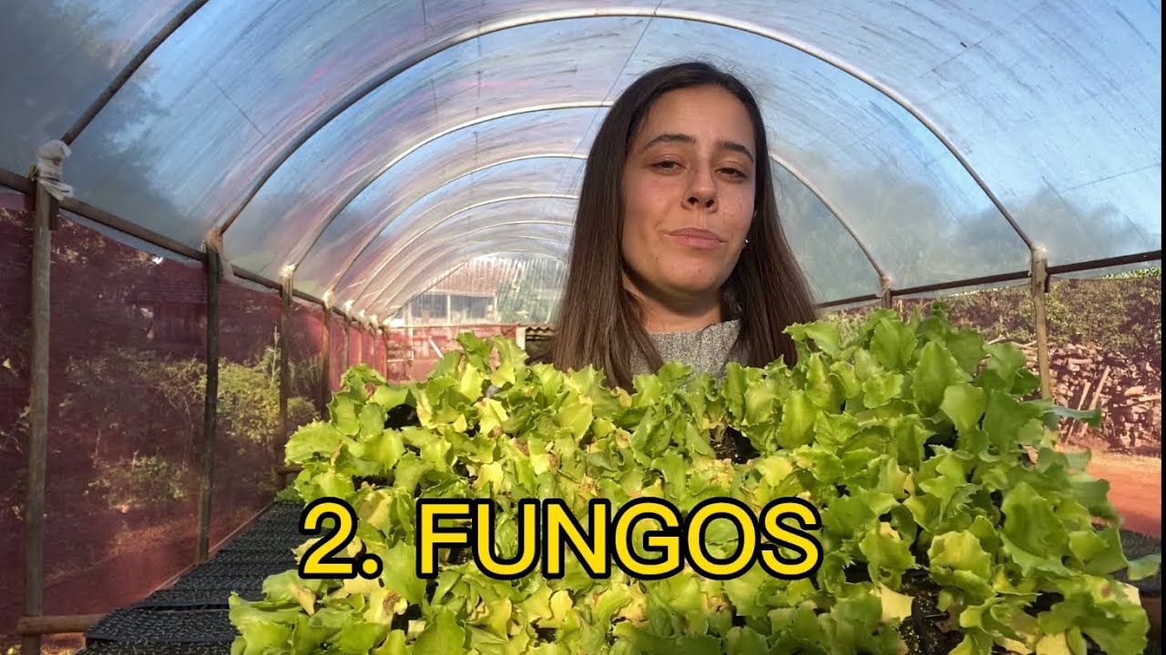 4 MOTIVOS QUE FAZEM AS MUDAS FICAREM AMARELAS