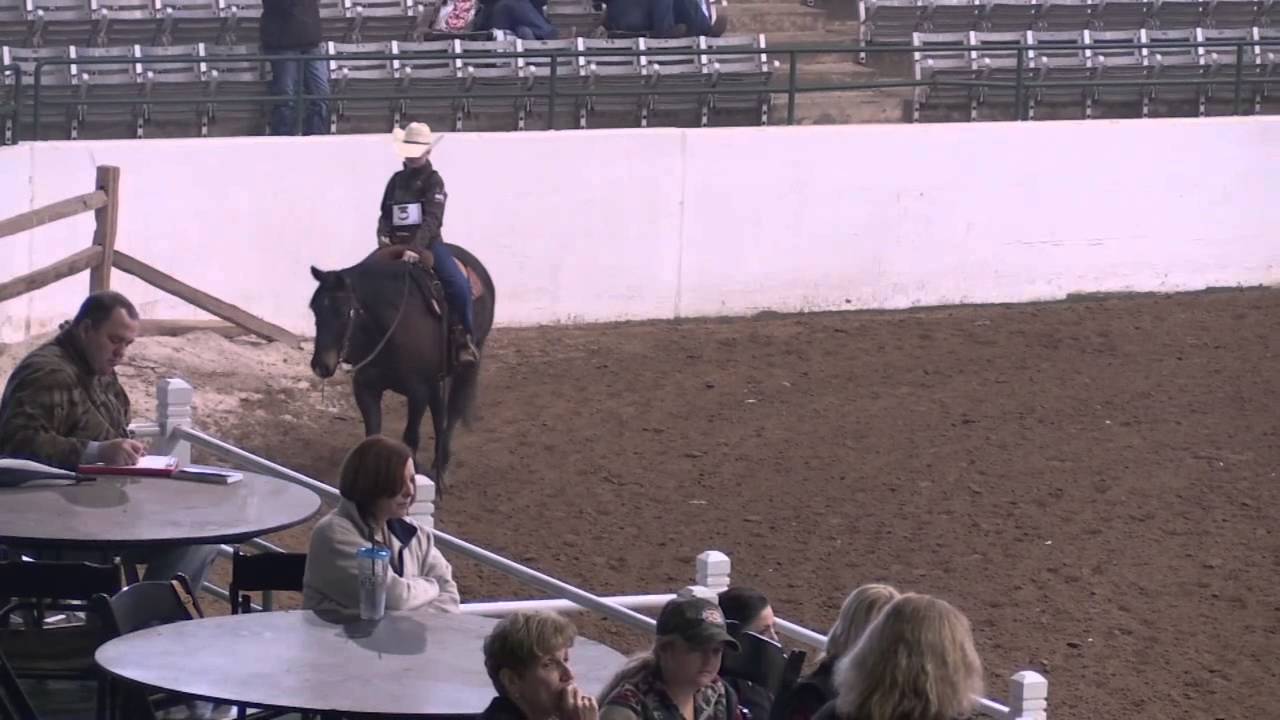 Stock Horse Pleasure