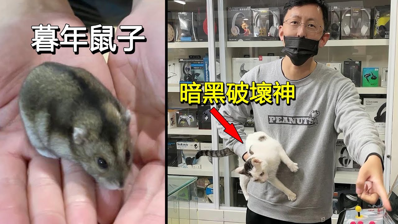 家裡鼠子垂垂老矣，店裡丑貓不得安寧！最近有點煩~
