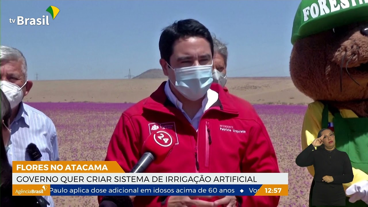 Fenômeno raro: Deserto do Atacama está florido