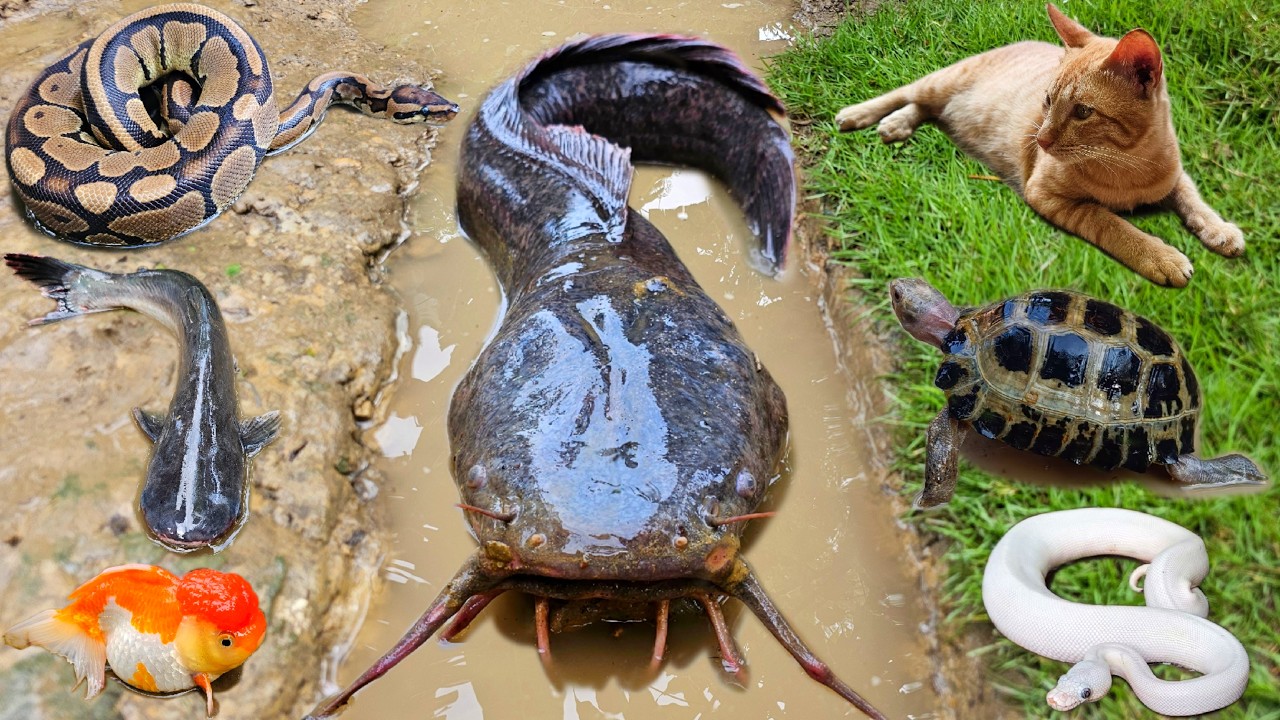 Amazing! Tangkap ikan lele besar dalam lubang ada ikan hias, ikan gabus, kura kura, ular