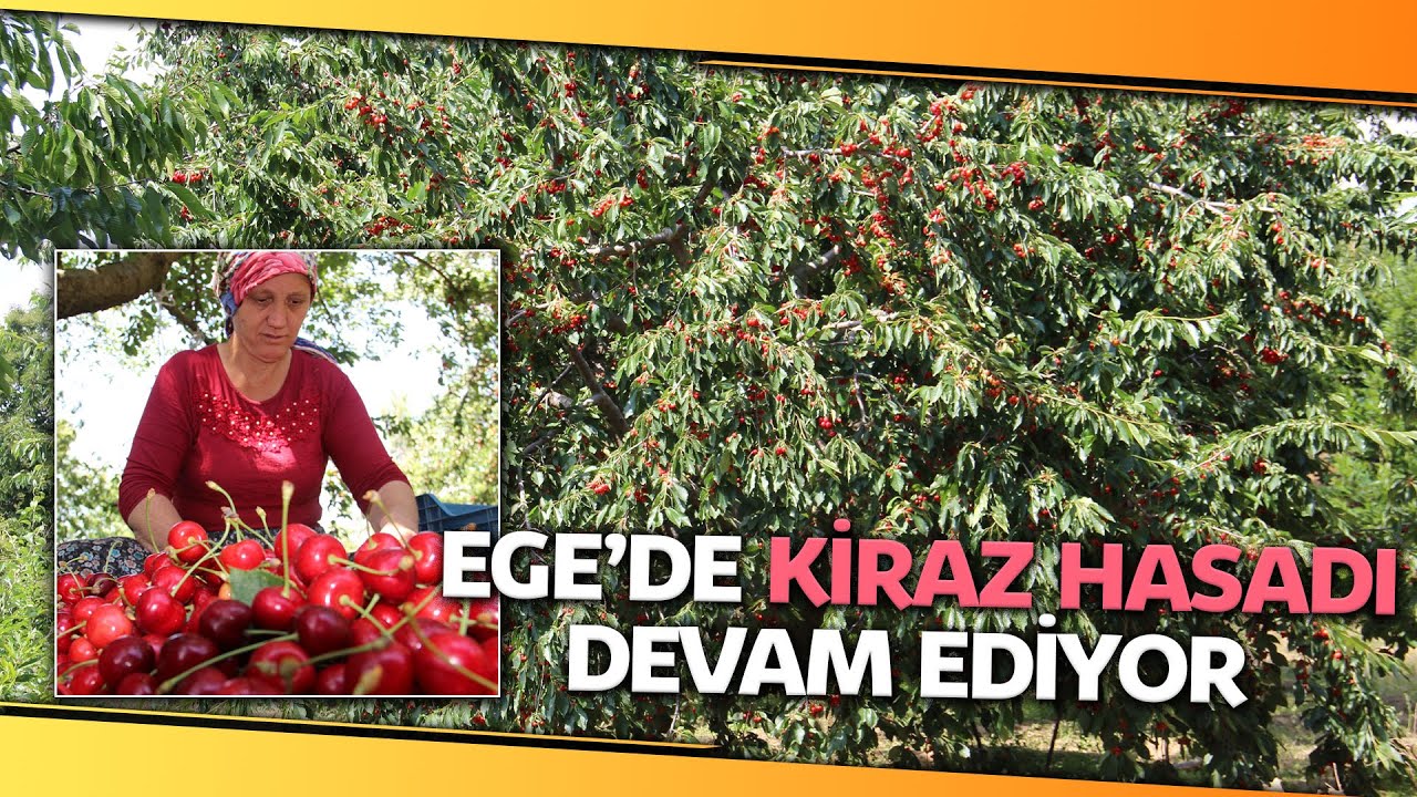 Aydın ve İzmir Yaylalarında Kiraz Bereketi