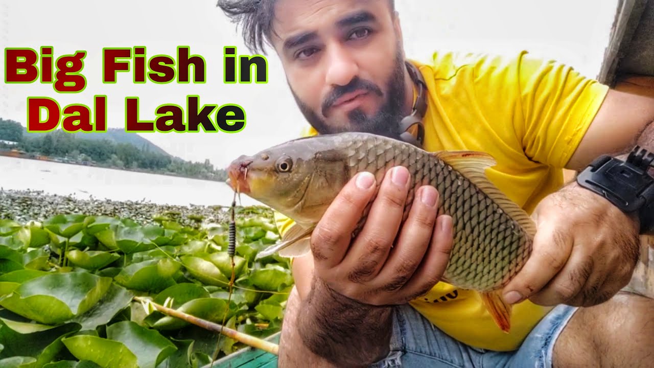 Biggest Fish In Dal Lake !! Nigeen Lake !! Fish Catching