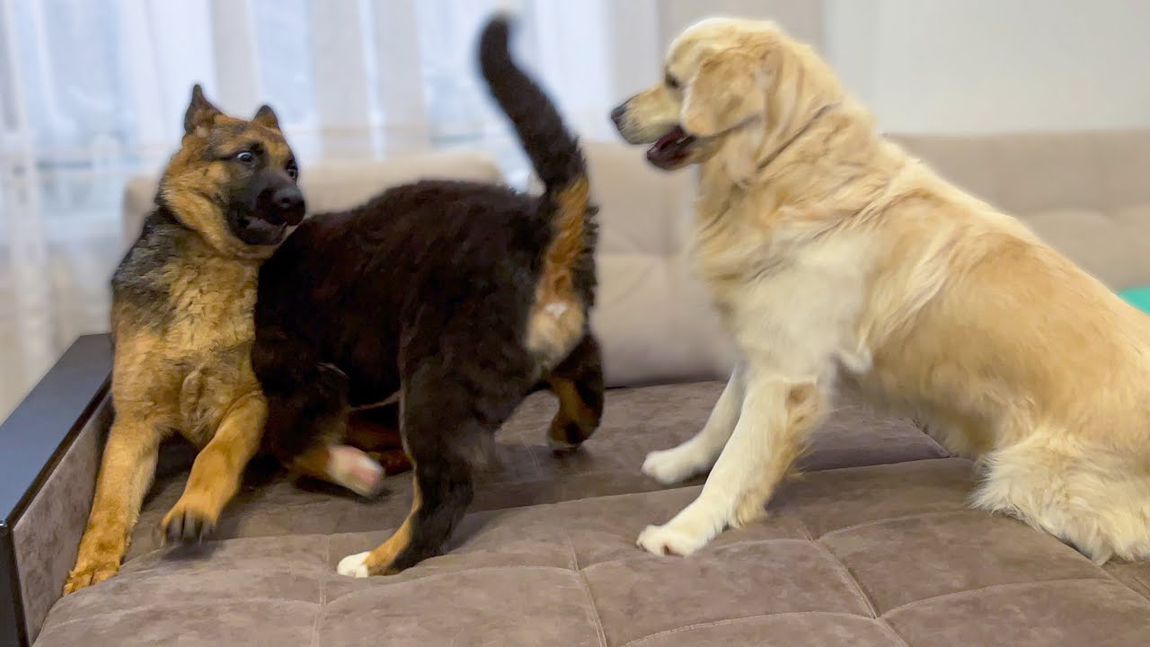 COUCH PARTY TIME! Golden Retriever, Bernese Mountain Dog and German Shepherd!