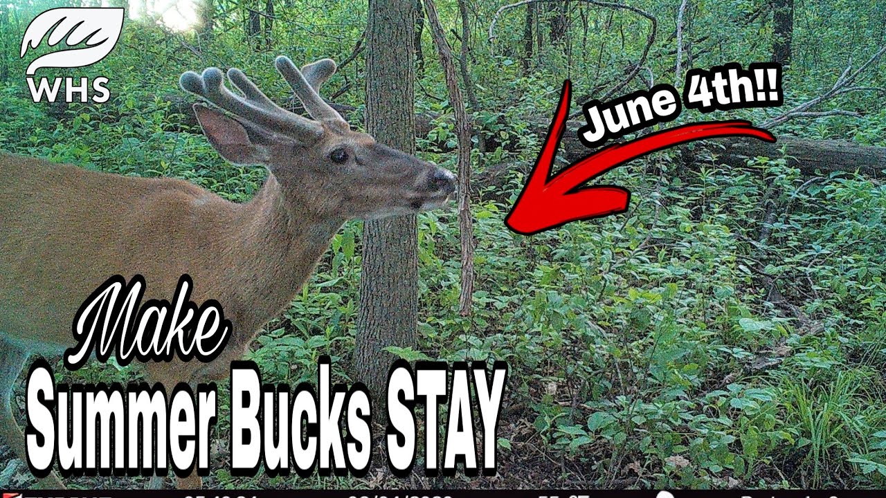 How To Keep Summer Bucks During The Fall