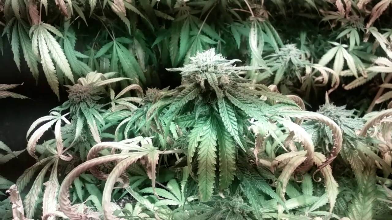 Kens gdp grow. Widow maker dab