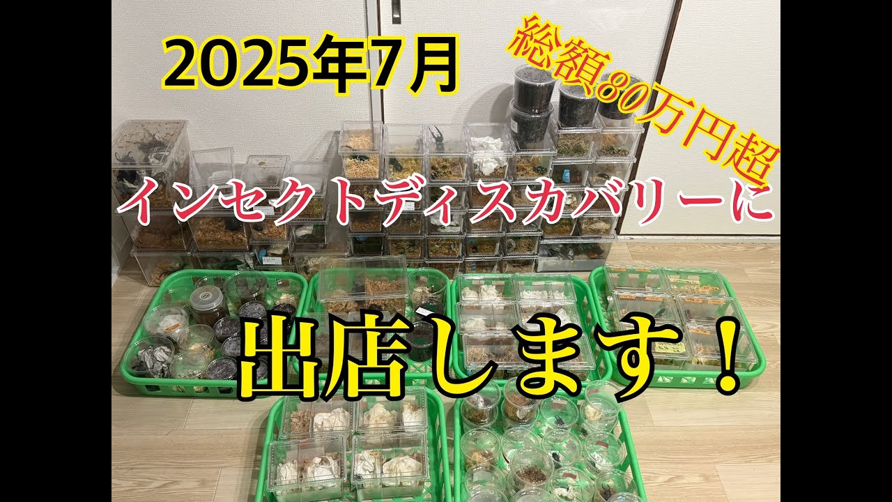 超豪華！インセクトディスカバリーで販売するカブトムシがヤバすぎた！
