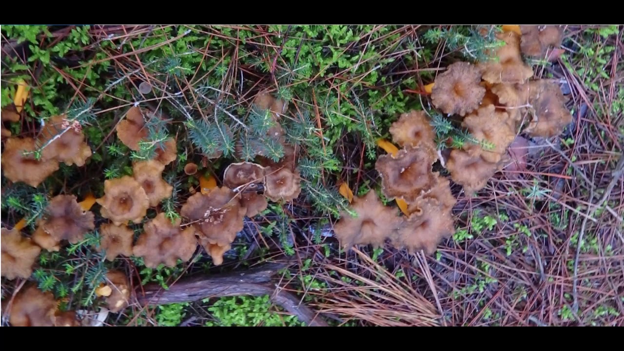 Craterellus lutescens, or Cantharellus lutescens or Cantharellus xanthopus or Cantharellus aurora