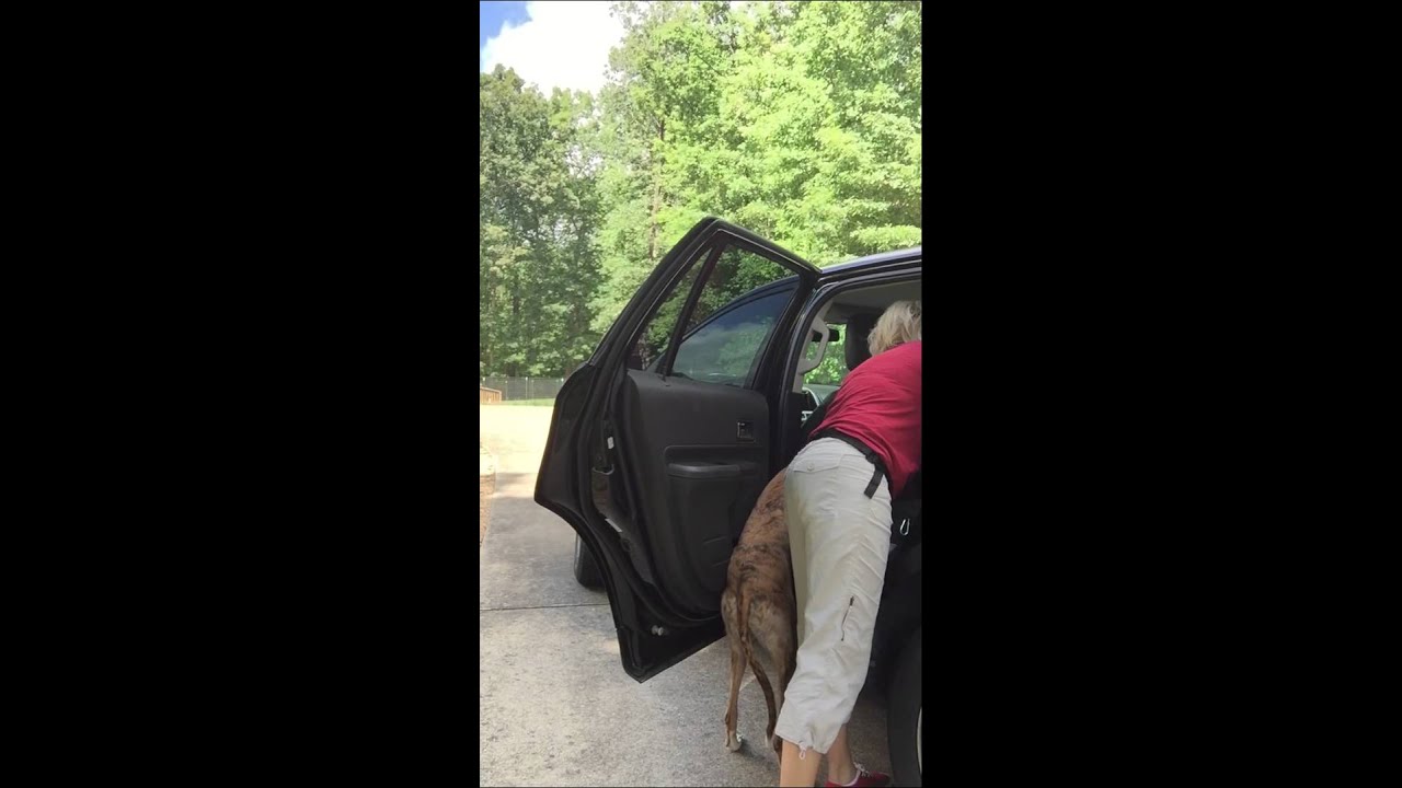 Teaching your dog to get into the back seat of your car - training tips