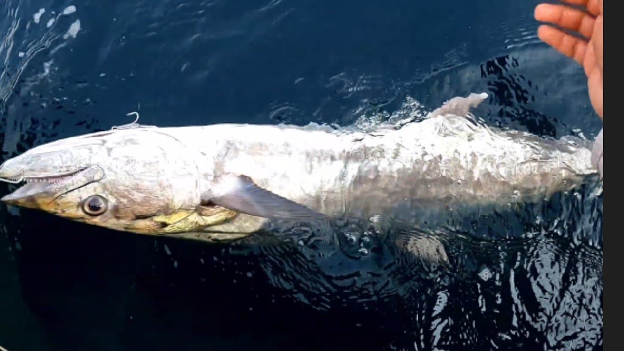 catching lots of kingfish and fresh ribbon fish for bait // monster kingfish