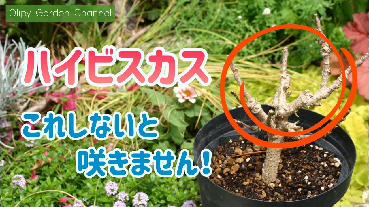 【ハイビスカスの育て方】これやらないと花咲きません！Hibiscus!