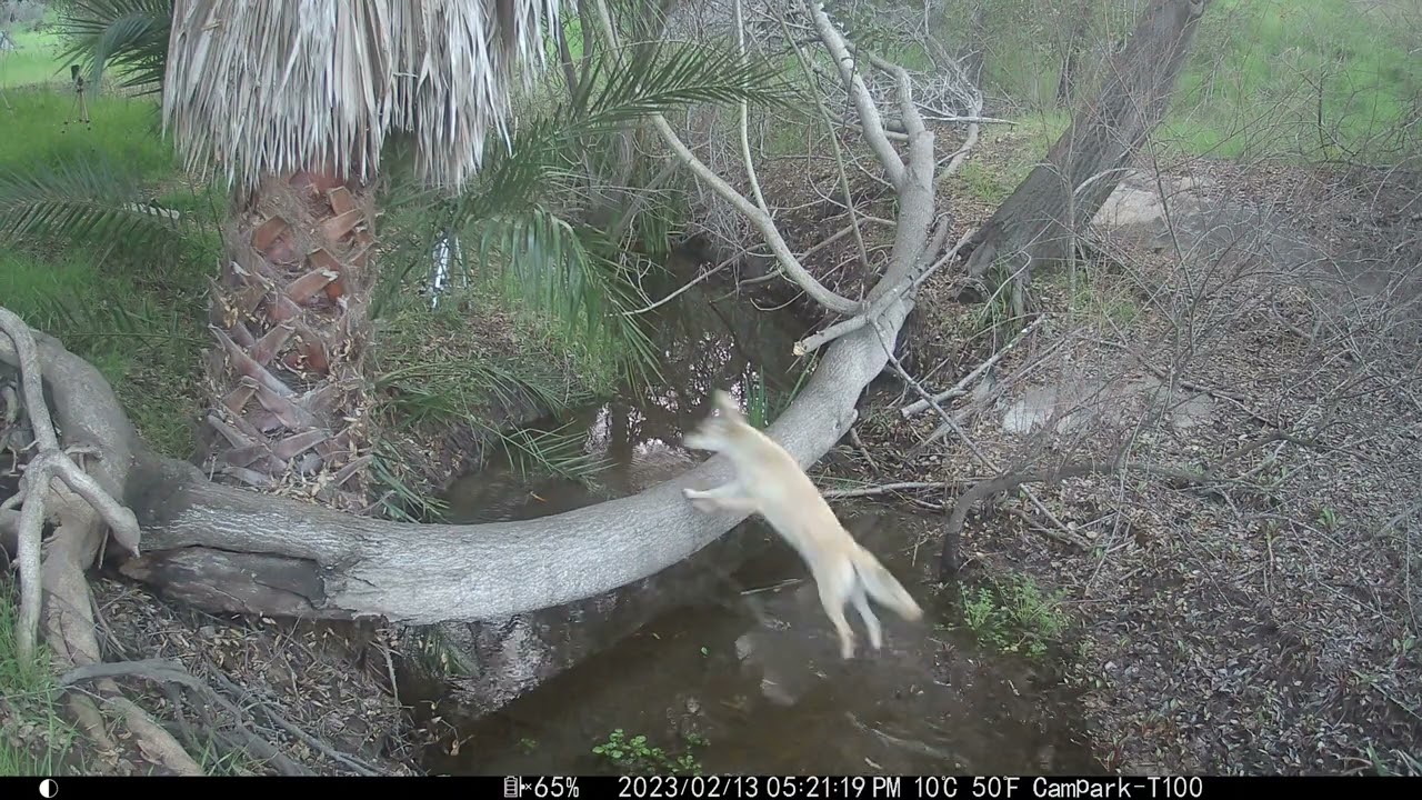 Coyote / Coydog?