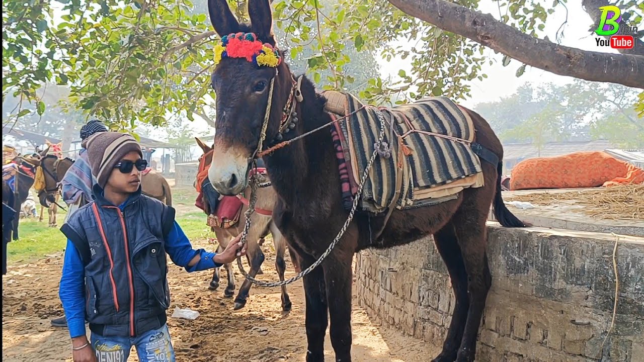 घोड़ा खच्चर गधा खरीदना है तो साल में यहां तीन बार आए | Donkey Market in Bihar | Chausa Pashu Mandi