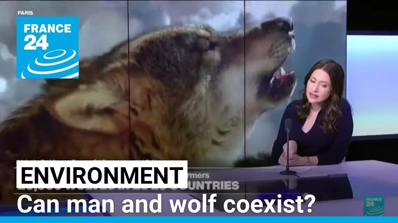 Can man and wolf coexist? Predator's return causes backlash among European farmers &bull; FRANCE 24