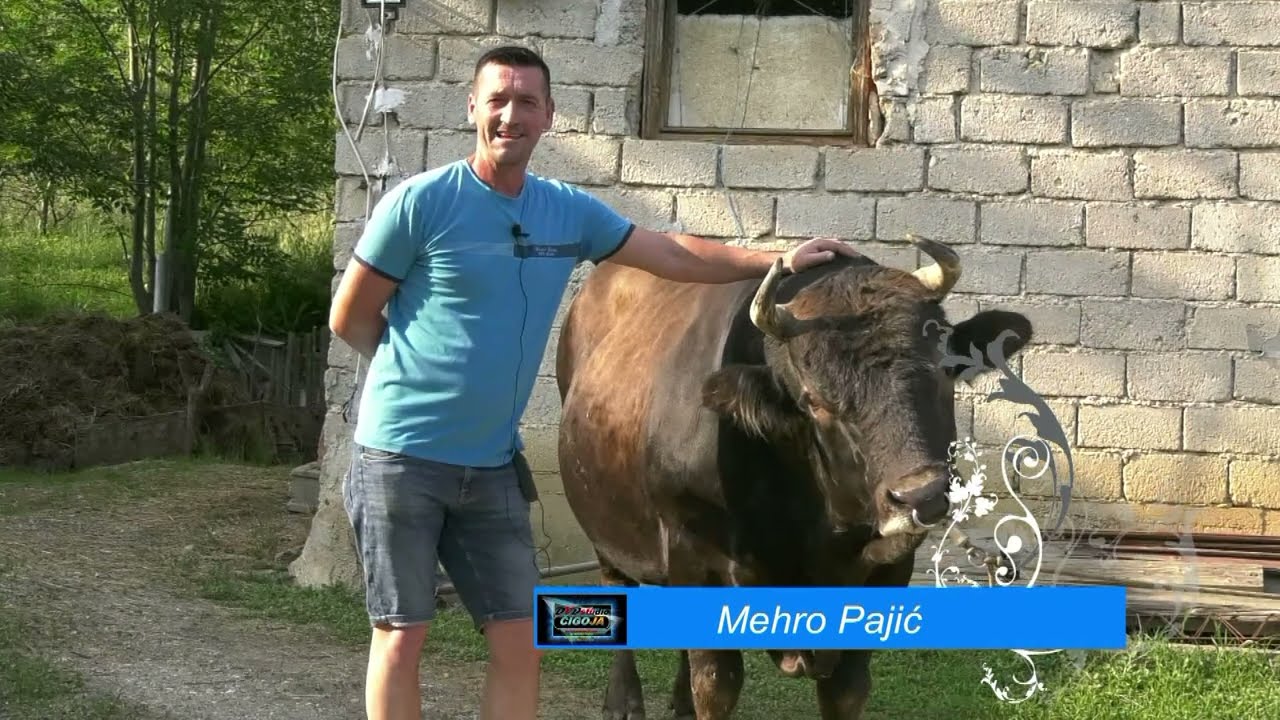 - MEDONJA I CRNI SU PRAVI PARCI, MEHRO I KINIJA U RAMIĆIMA 2025