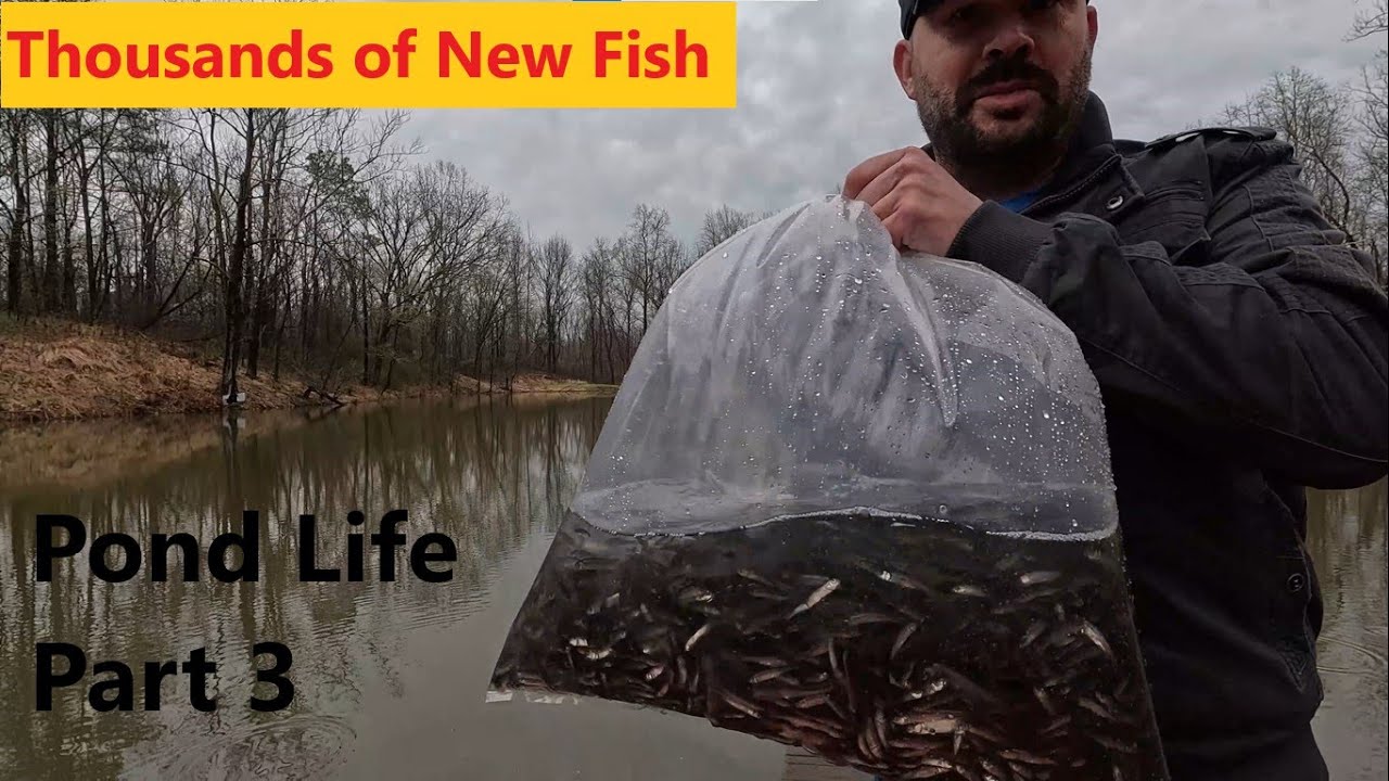Pond Life Part 3: Stocking the Pond / Crappie Spawn