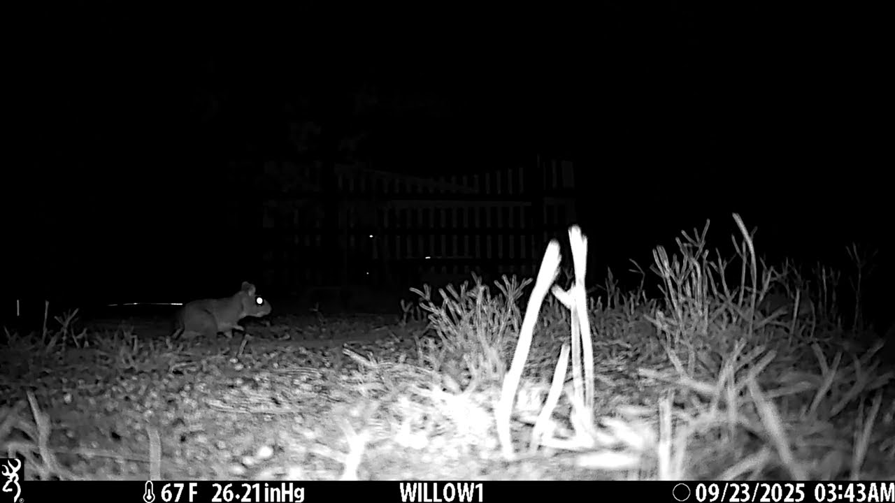 Rattlesnake and Woodrat Showdown