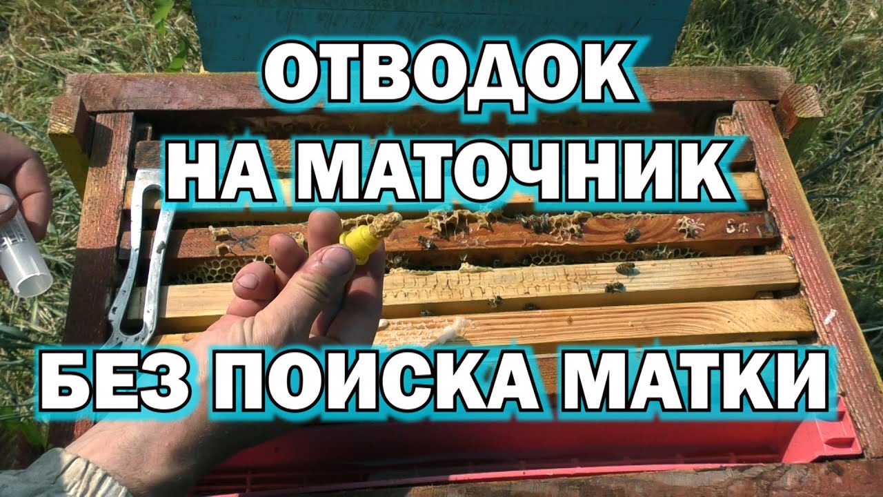 ОТВОДОК НА МАТОЧНИК БЕЗ ПОИСКА МАТКИ.