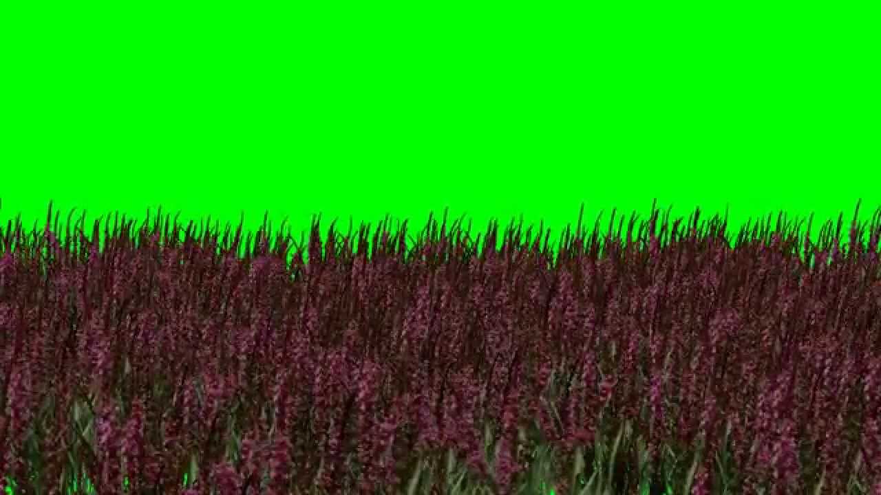 Pink Flower/Purple Flowers Video-Full HD Green Screen Video