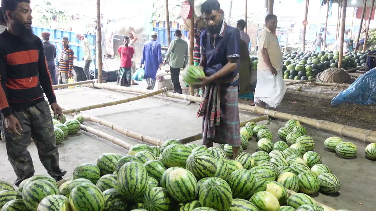 Inside the Watermelon Industry: From Farm to Market