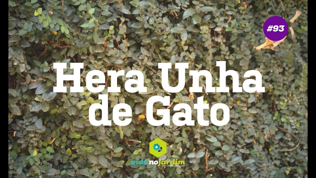 Como fazer mudas da hera unha de gato