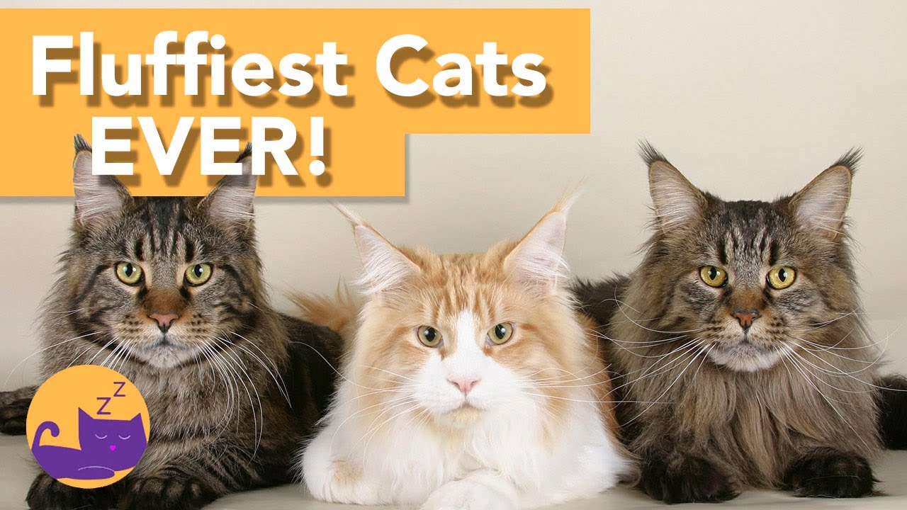 TOP 5 Fluffiest Cat Breeds EVER | You Won't Believe the Cuteness!