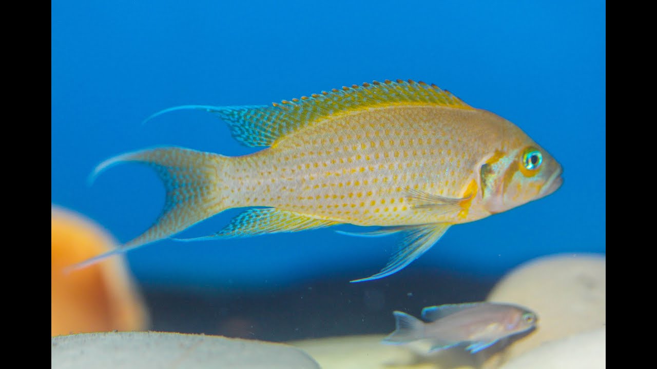Neolamprologus pulcher 
