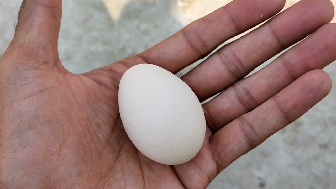 Chicken Egg