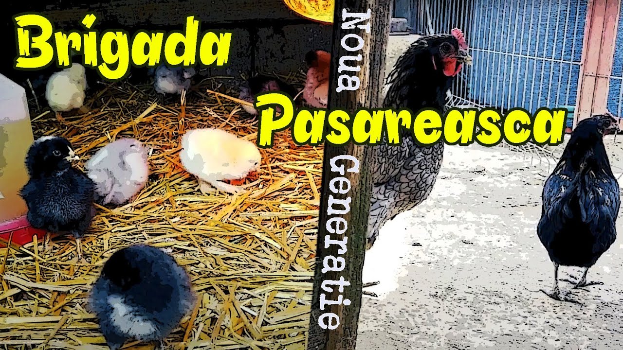 Brigada Păsărească - ep. 31 - Noua Generatie!
