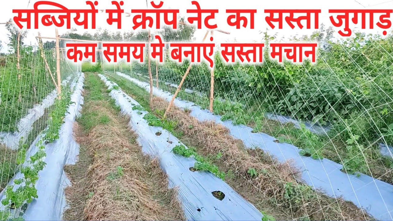 बेल वर्गीय सब्जियों के झालर कैसे लगाएं? क्रॉप नेट कैसे लगाते हैं?