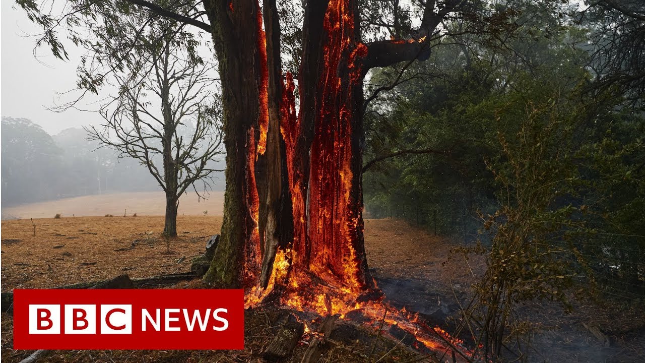Australia fires: The animals struggling in the crisis  - BBC News