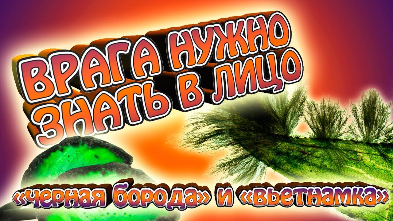 Врага нужно знать в лицо!!! - Вьетнамка и черная борода. Как победить???
