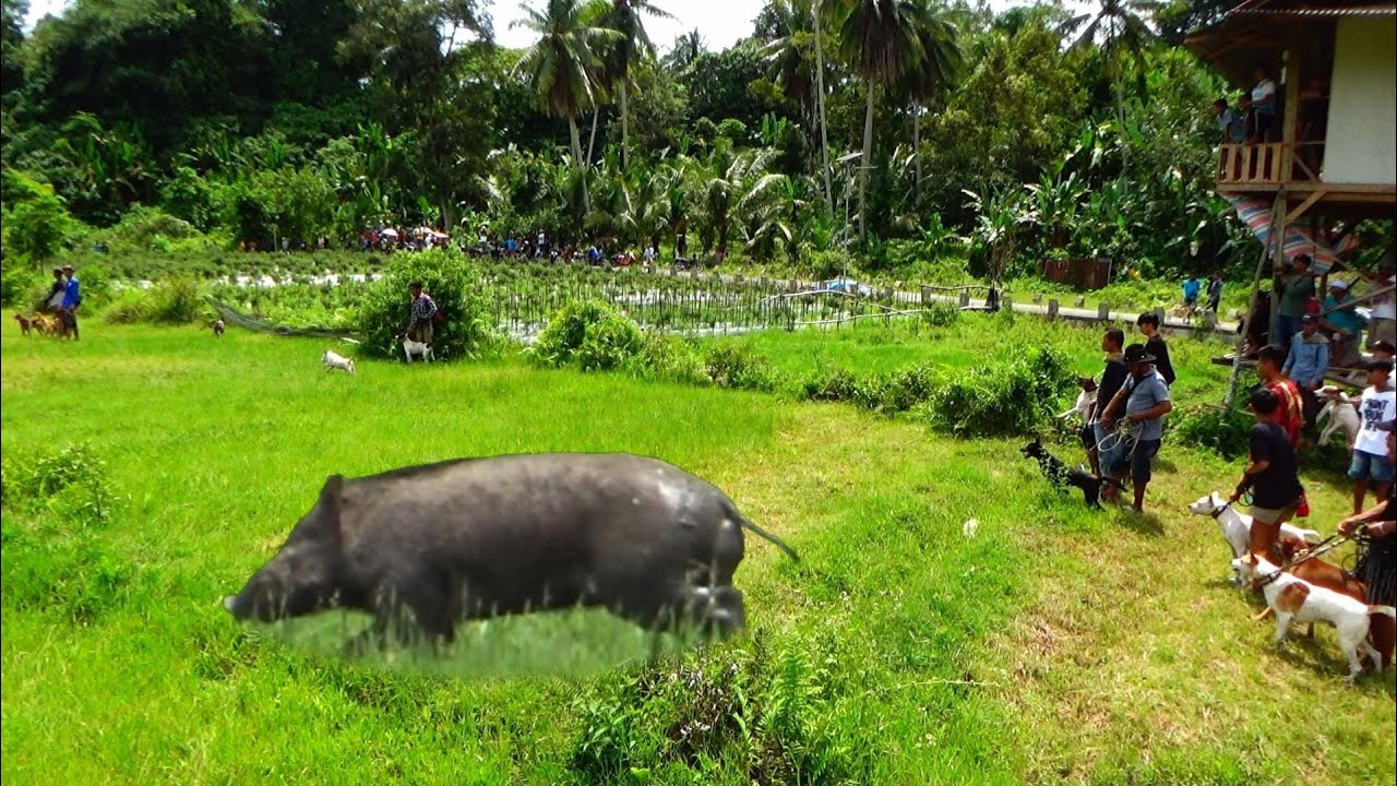 HEBOH❗Babi hutan akhirnya melintas terobos pemburu | Wild Boar Hunting |